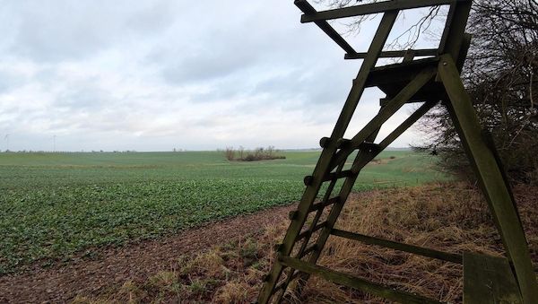 CDU fordert Aufnahme des Wolfs in Hamburger Jagdgesetz