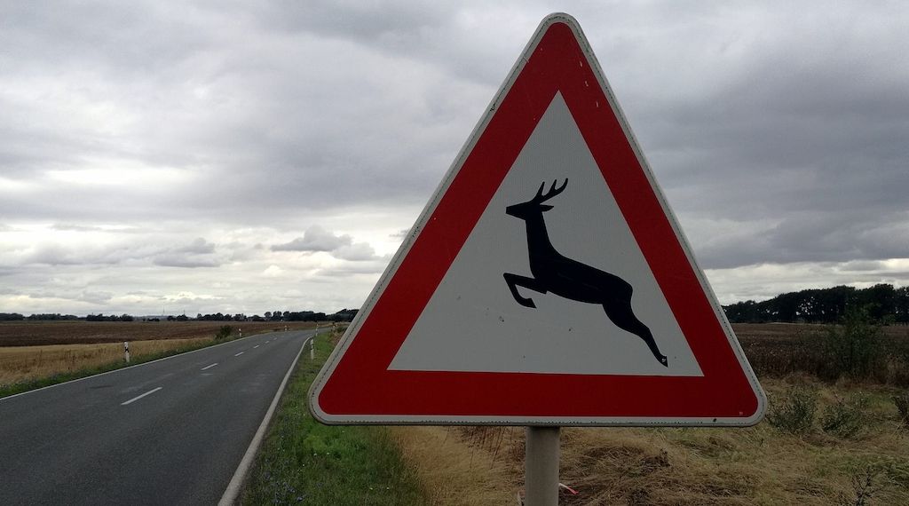 Jagdverband: Jeden Wildunfall der Polizei melden