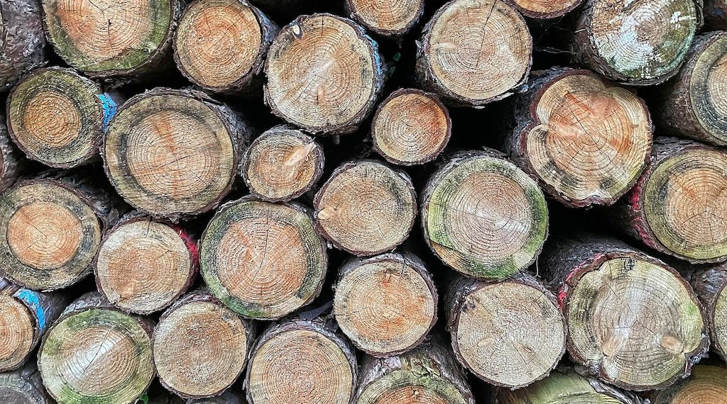 Landgericht Frankfurt verhandelt Berufung nach tödlichem Baumunfall