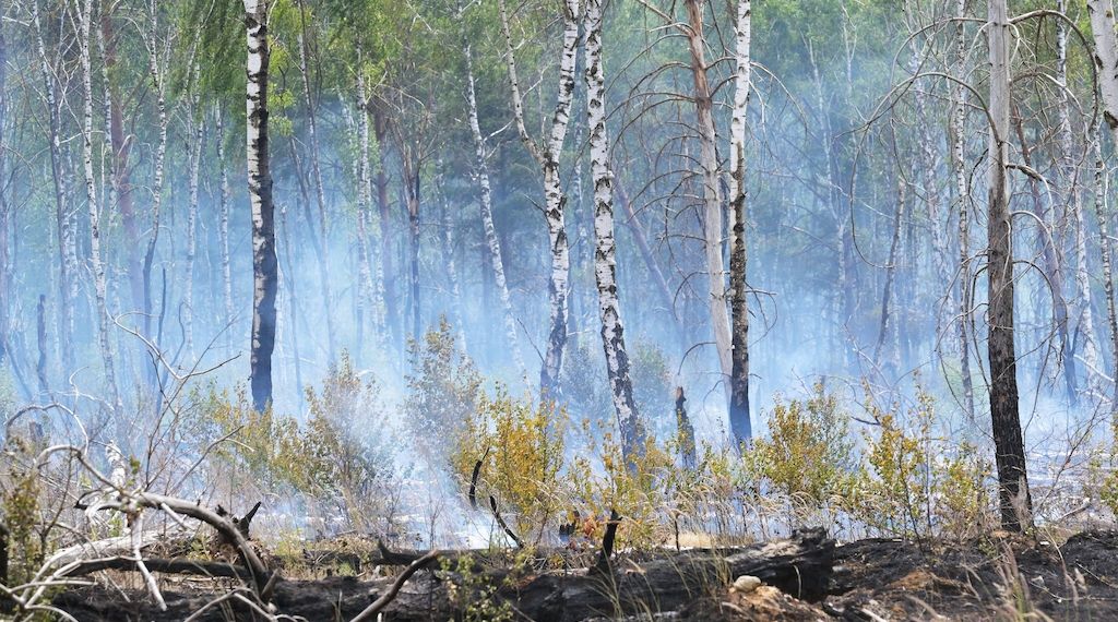 Waldbrand bei Bernau - Warnung der Feuerwehr