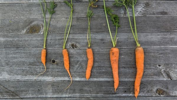 Chemiekeulen im Garten - Regelungen und Vorschriften