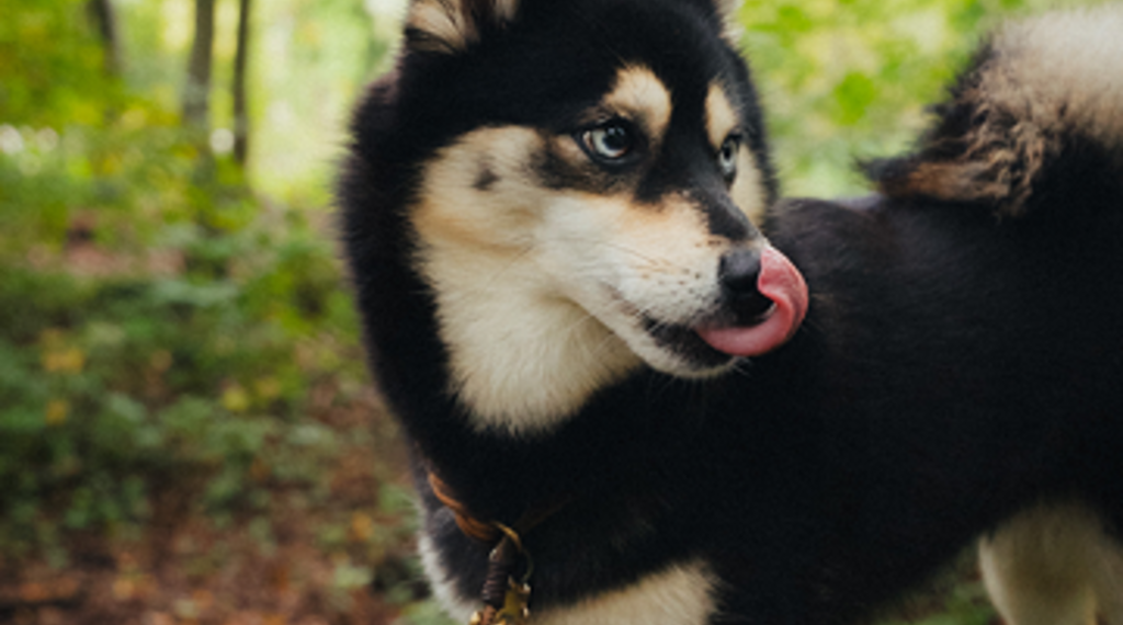 Was alles zu beachten ist, wenn man einen Vierbeiner adoptiert