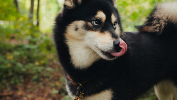 Was alles zu beachten ist, wenn man einen Vierbeiner adoptiert
