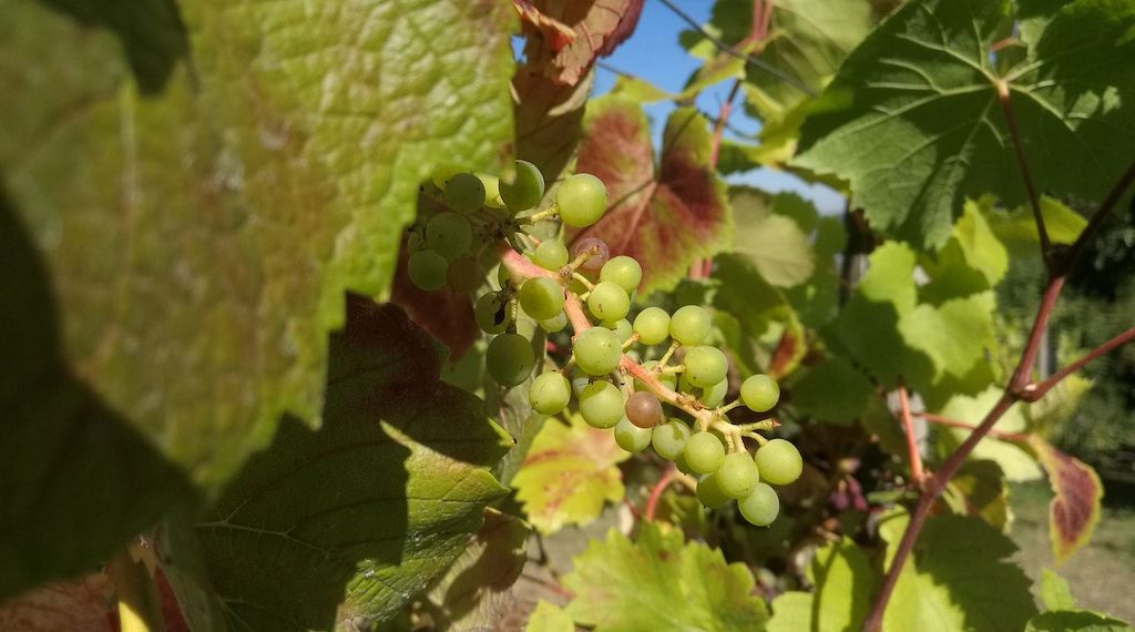 Weinernte 2025 voraussichtlich üppiger