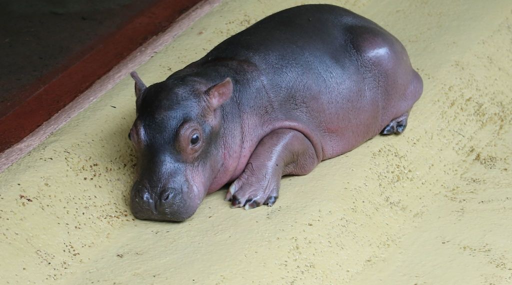 Berlin-Zoo: Flusspferd-Baby entwickelt sich gut