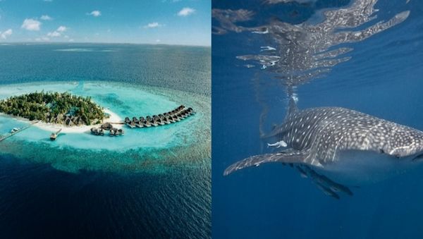 Dieser Meeresbiologe setzt sich im Nova Maldives für die Umwelt ein