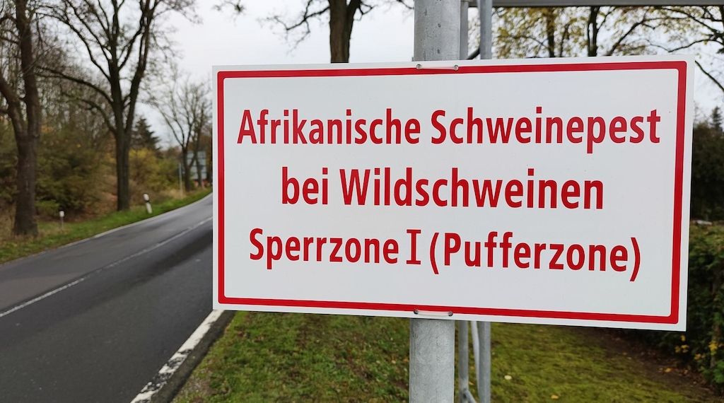 Afrikanische Schweinepest: Neue Sperrzonen in NRW-Kreisen eingerichtet