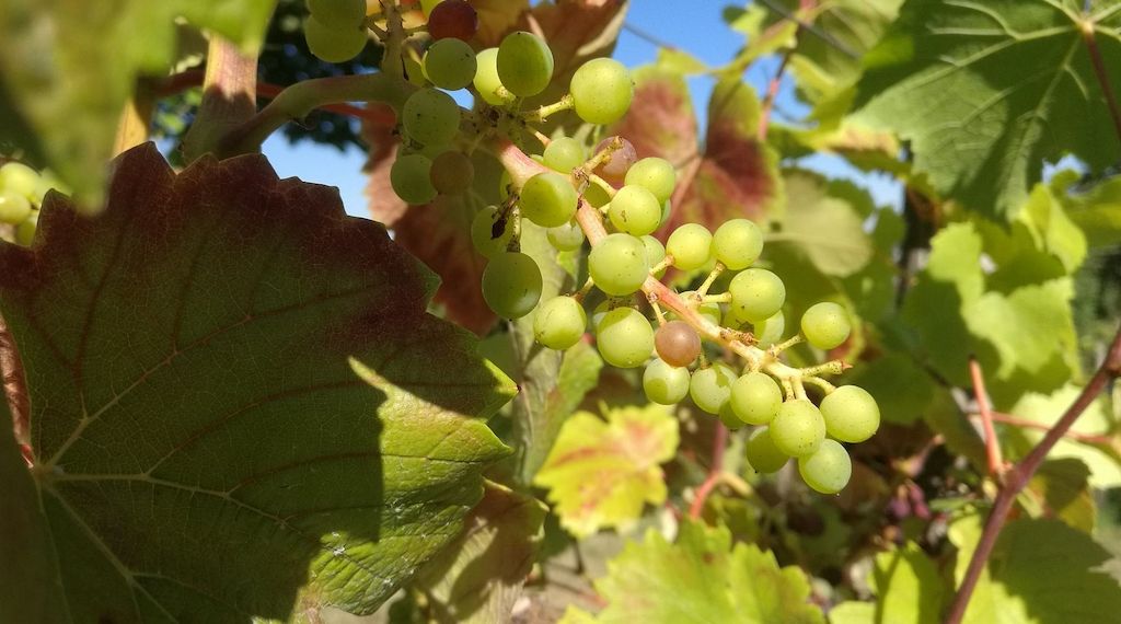 Winzer befürchten erheblichen Rückgang des Steillagenweinbaus