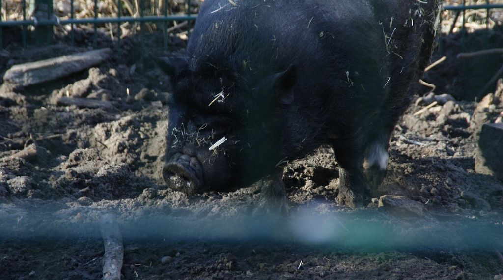 Zahl der schweinehaltenden Betriebe geht weiter zurück
