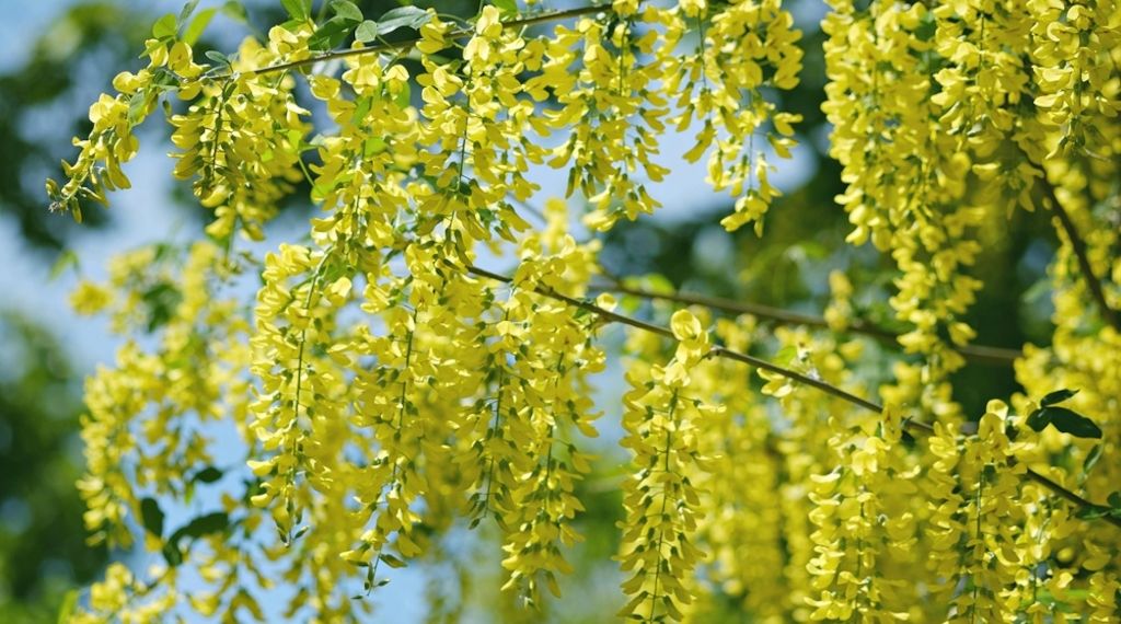 Giftige Schönheiten: Diese Pflanzen im Garten sollte man meiden