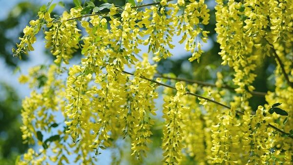 Giftige Schönheiten: Diese Pflanzen im Garten sollte man meiden