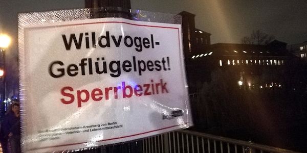 Geflügelpest in Entenbestand in Märkisch-Oderland nachgewiesen