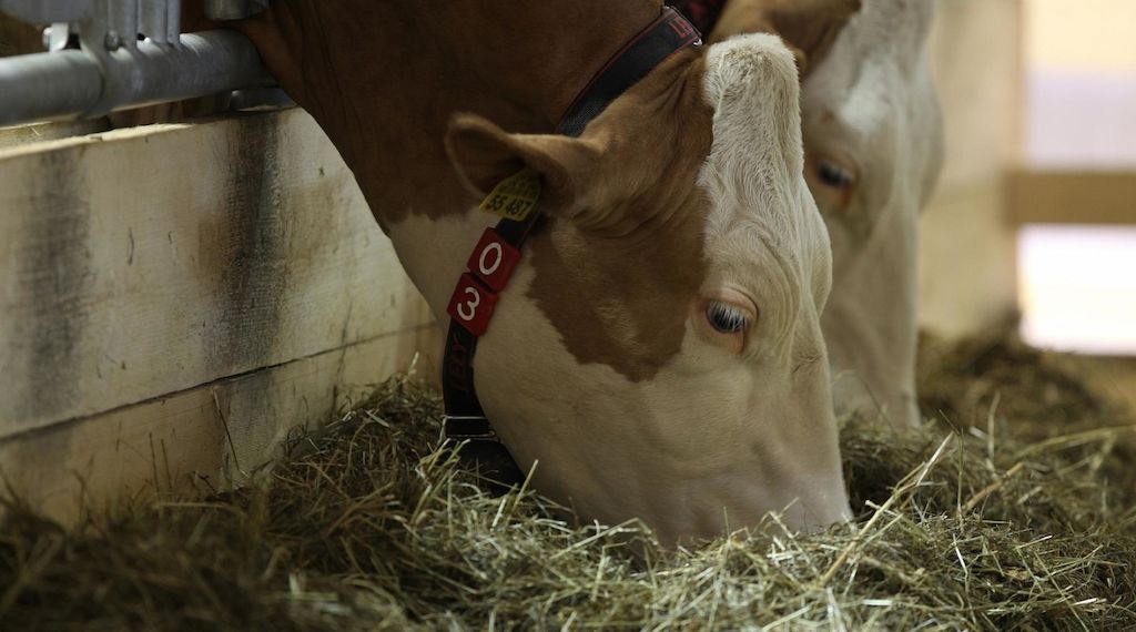 Blauzungenkrankheit beeinflusst Tierhandel in Baden-Württemberg
