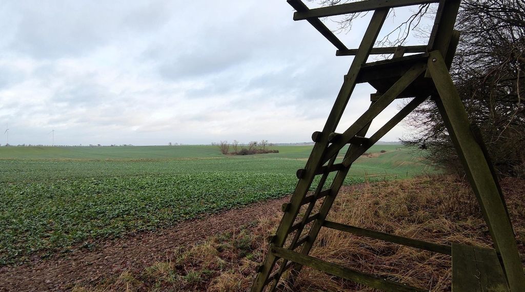 Brandenburg startet Beteiligungsprozess zur Aufnahme des Wolfs ins Jagdrecht