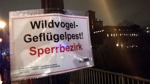 Geflügelpest breitet sich in Brandenburg weiter aus