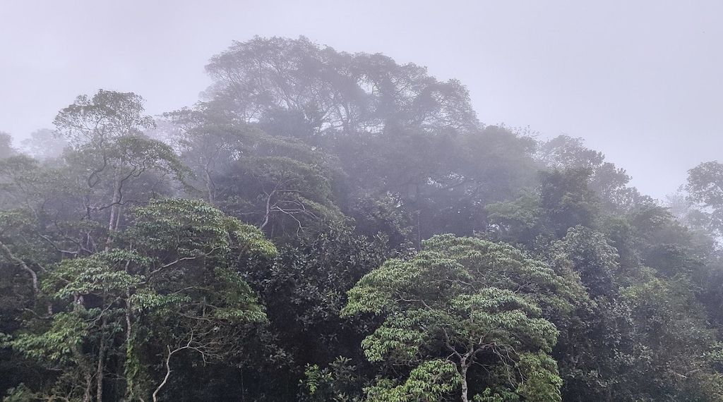 Schneider fordert Hektar-Prämie für Regenwald