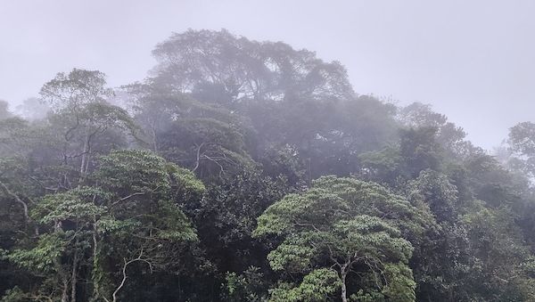 Schneider fordert Hektar-Prämie für Regenwald