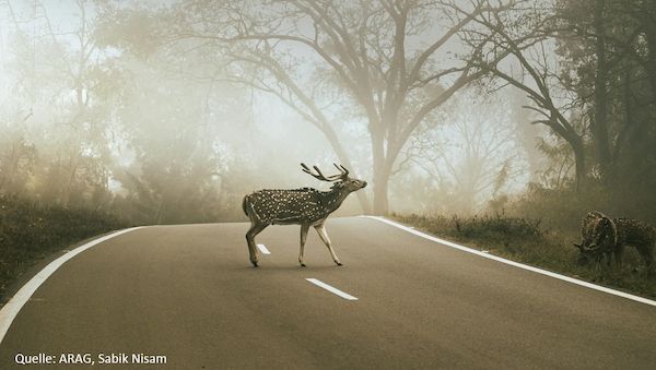 ARAG Experten mit wichtigen Fragen und Antworten zu Wildschäden
