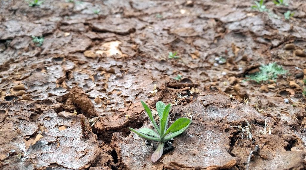 Studie: Extreme Dürre schädigt Graslandschaften weltweit