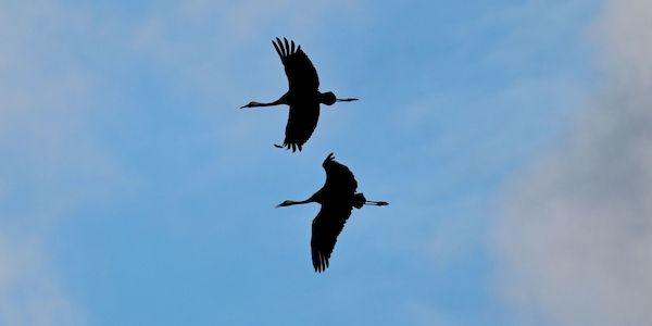 Tausende Puten und Hunderte Kraniche tot - Besorgnis bei Brandenburgs-Landwirte
