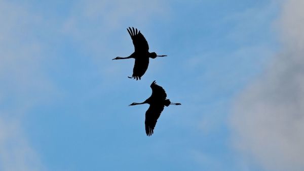 Tausende Puten und Hunderte Kraniche tot - Besorgnis bei Brandenburgs-Landwirte