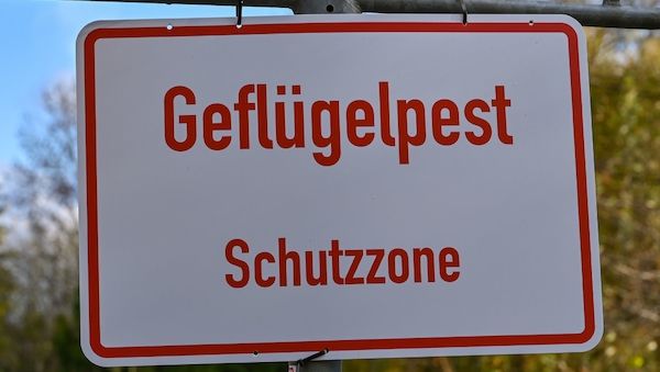 Auch im Kreis Oberhavel besteht der Verdacht auf die Geflügelpest