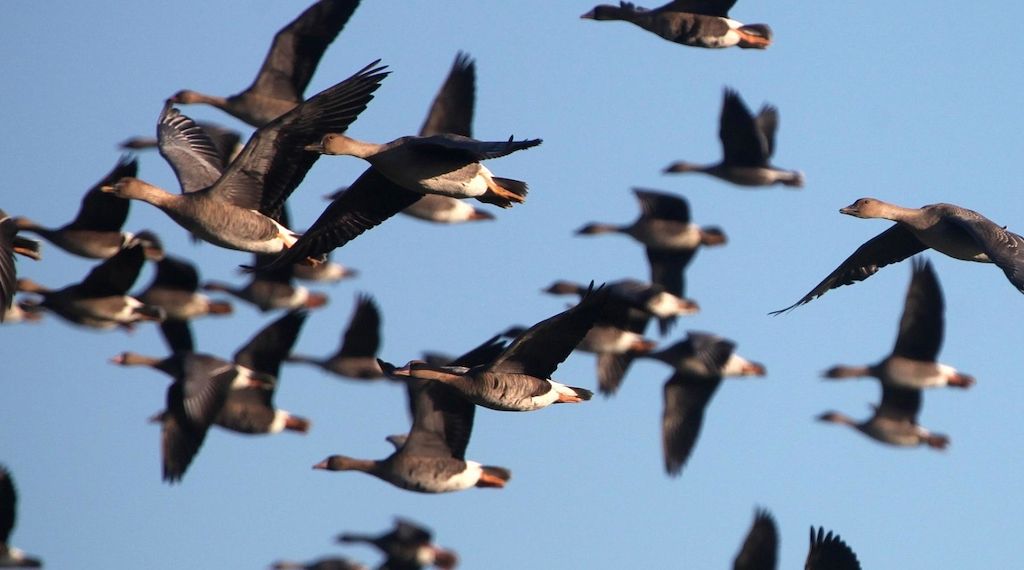 Vogelgrippe fordert über 1.000 Kraniche und andere Wildvögel in Brandenburg
