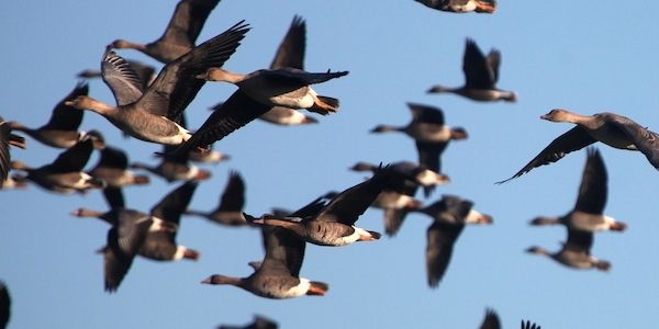Vogelgrippe fordert über 1.000 Kraniche und andere Wildvögel in Brandenburg