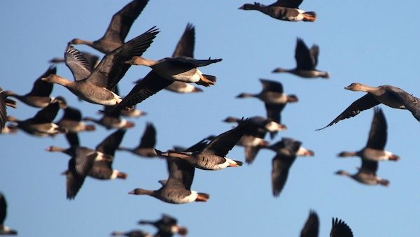 Vogelgrippe fordert über 1.000 Kraniche und andere Wildvögel in Brandenburg