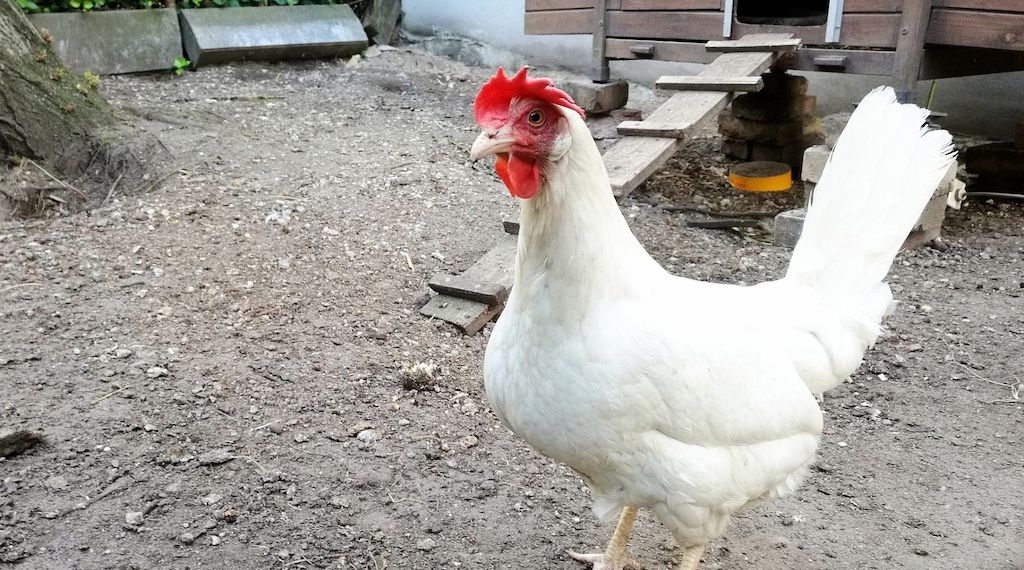 Hohes Risiko für Vogelgrippe-Ausbrüche in Geflügelhaltungen