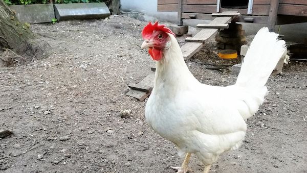 Hohes Risiko für Vogelgrippe-Ausbrüche in Geflügelhaltungen