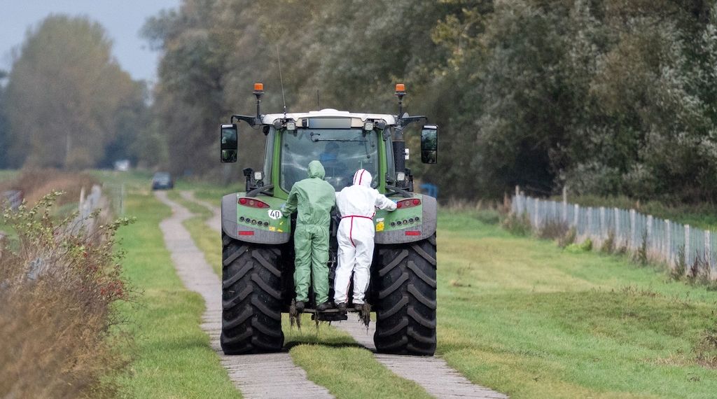 Ausnahmezustand bei der Vogelgrippe in Brandenburg - Helfer stoßen an ihre Grenzen