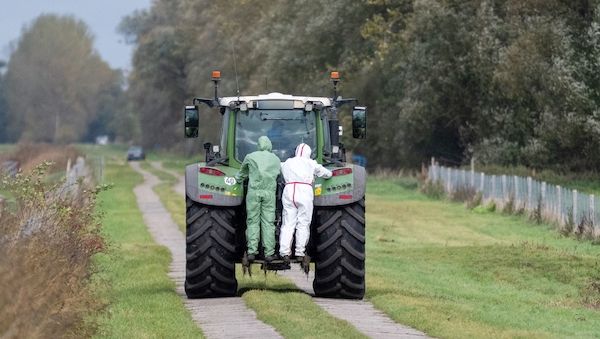 Ausnahmezustand bei der Vogelgrippe in Brandenburg - Helfer stoßen an ihre Grenzen