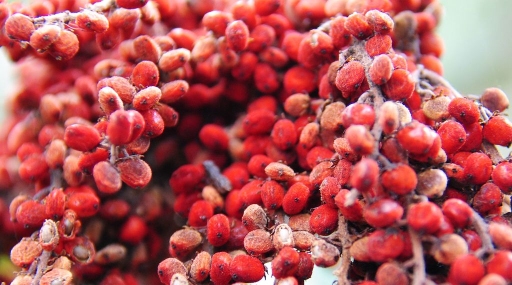 Vegane Alternativen zu Bienenwachs in der Naturkosmetik