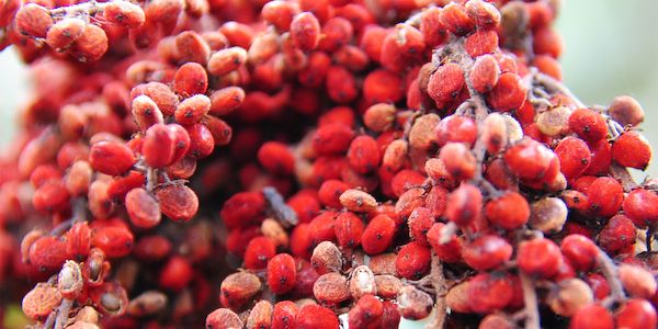 Vegane Alternativen zu Bienenwachs in der Naturkosmetik