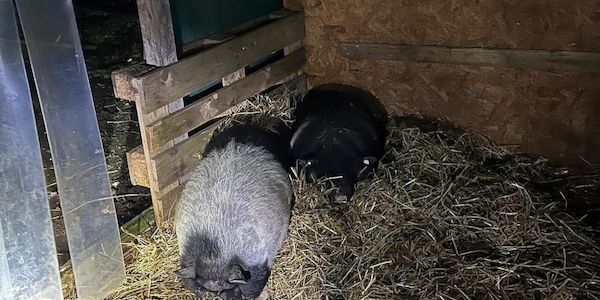 Hängebauchschwein löst Polizeieinsatz in Bremen aus