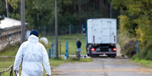 Traurig: 130.000 Tiere müssen in Brandenburg getötet werden