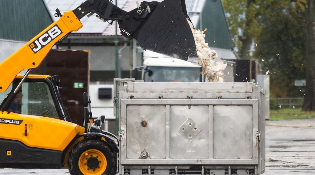 Vogelgrippe: 50.000 Hähnchen in Märkisch-Oderland getötet