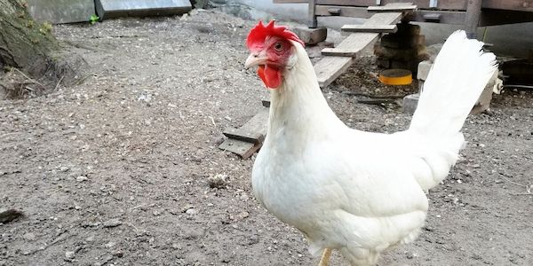 Agrarministerium sieht bei Stallpflicht Länder in Verantwortung