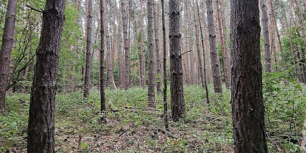 Baumschulfläche sinkt deutlich - rund elf Prozent weniger Betriebe
