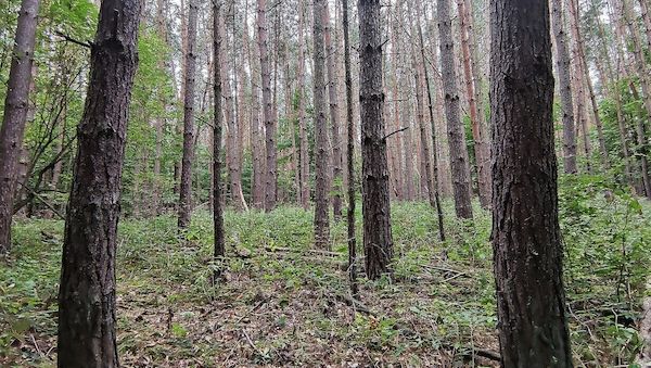 Baumschulfläche sinkt deutlich - rund elf Prozent weniger Betriebe