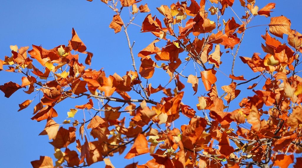 Wetterbericht für Baden-Württemberg (31.10.2025)