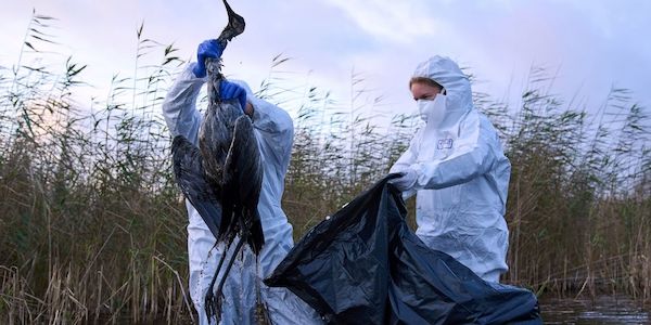 Vogelgrippe trifft Storchendorf Linum hart - Betriebe in Alarmstimmung