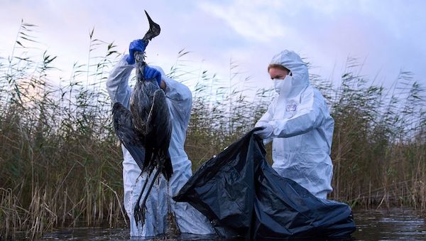 Vogelgrippe trifft Storchendorf Linum hart - Betriebe in Alarmstimmung