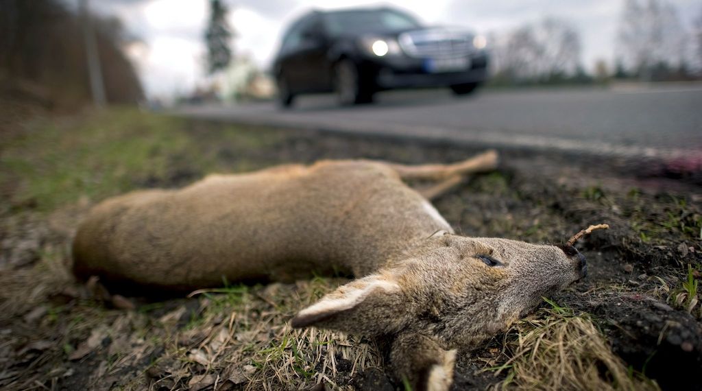 ADAC mahnt: Zahl der Wildunfälle in Brandenburg deutlich angestiegen
