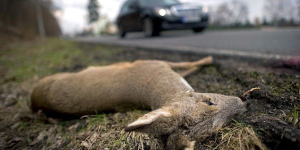 ADAC mahnt: Zahl der Wildunfälle in Brandenburg deutlich angestiegen