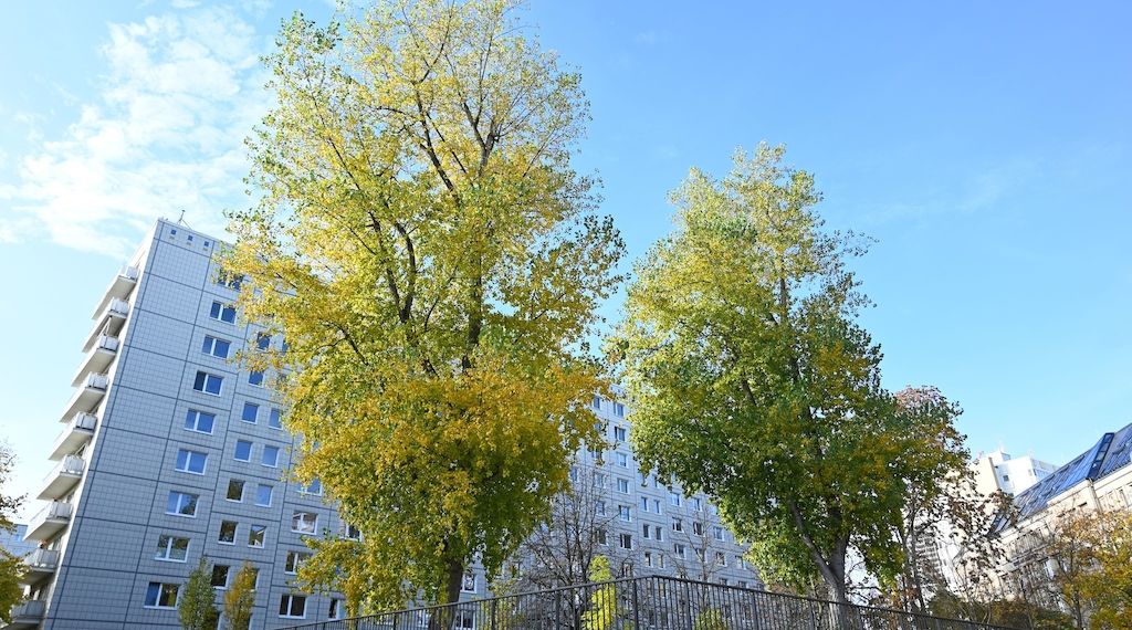 Eine Million Stadtbäume sollen Berlin grüner machen