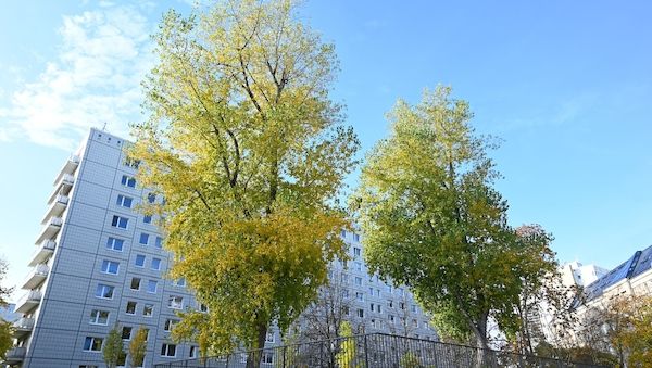 Eine Million Stadtbäume sollen Berlin grüner machen