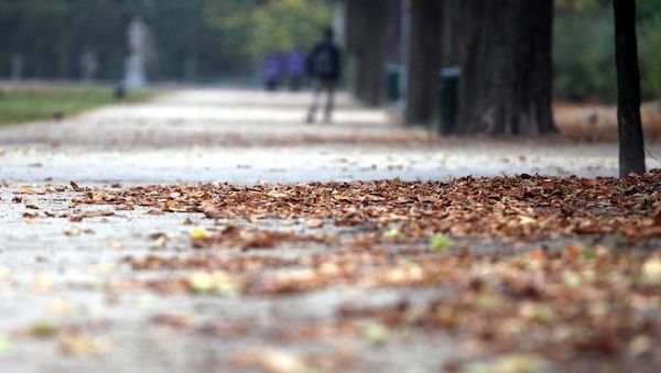 Berlin führt als erstes Bundesland Baumgesetz ein