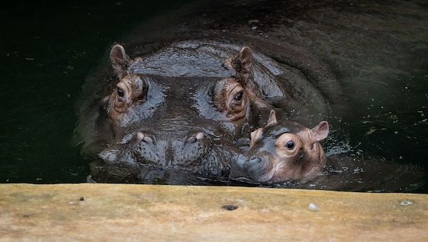 Besucher können Flusspferd-Baby ab Freitag im Berliner-Zoo sehen